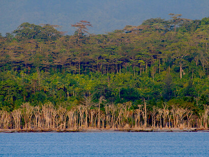 Sacred habitat on Great Nicobar, slated to be cut down for infrastructure project @ Pankaj Sekhsaria