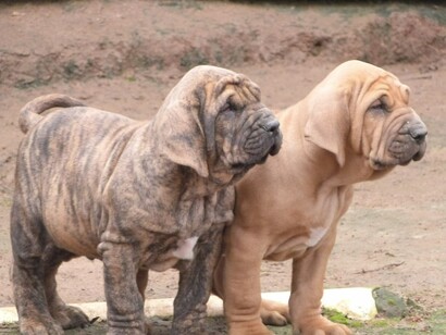 Dos crías de fila brasileiro