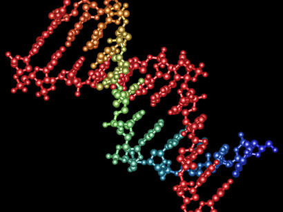 Reproducción del genoma humano. Imagen: Christine Daniloff / iMol