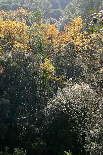 Collserola en la cercanía de Sant Cugat
