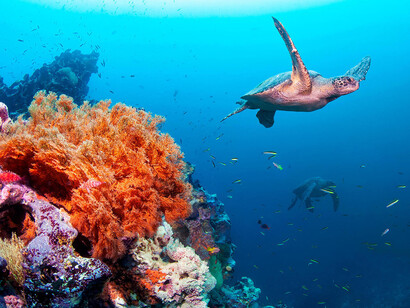 Fonds marins des Galápagos. Les pays les plus vulnérables sur le plan socio-économique sont souvent situés dans des zones où la biodiversité est menacée