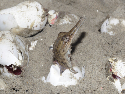 Dudhwa Tiger Reserve, ph. Aditya Havelia  