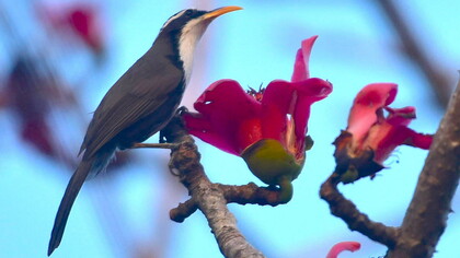 Indian scimitar babbler & silk cotton flowers, Panchagani © Ashish Kothari