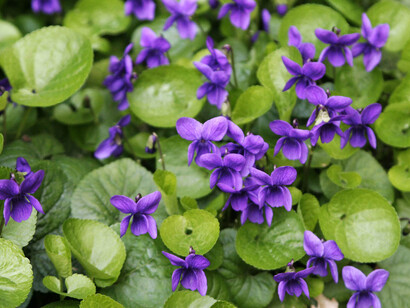 La viola ha un profumo dolce e moderato che rinvigorisce il cervello