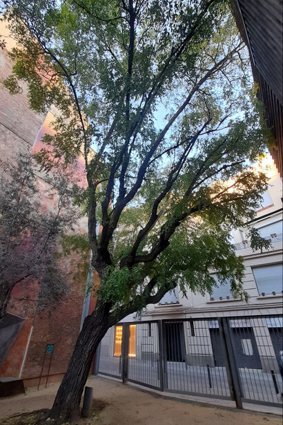 Fotografía: Oscar Farrerons. En Catalunya los azufaifos también reciben el nombre de jinjolero y su fruto ginjol, barrio Sant Gervasi — Bonanova, Barcelona, España