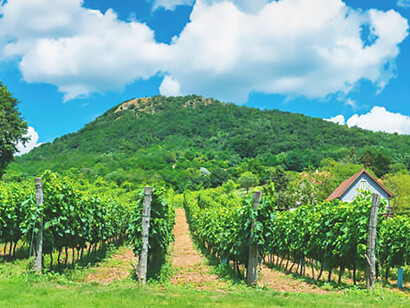 Indulge in the exquisite flavors of Hungary's renowned Badacsony Wine Region, where lush vineyards produce wines of exceptional quality, celebrated for their unique character and distinct aroma