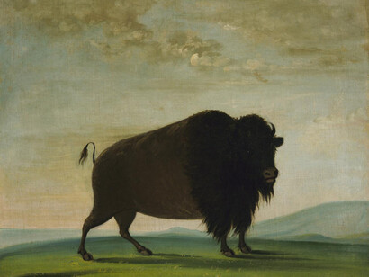 Picturing the American Buffalo. Courtesy of SAAM