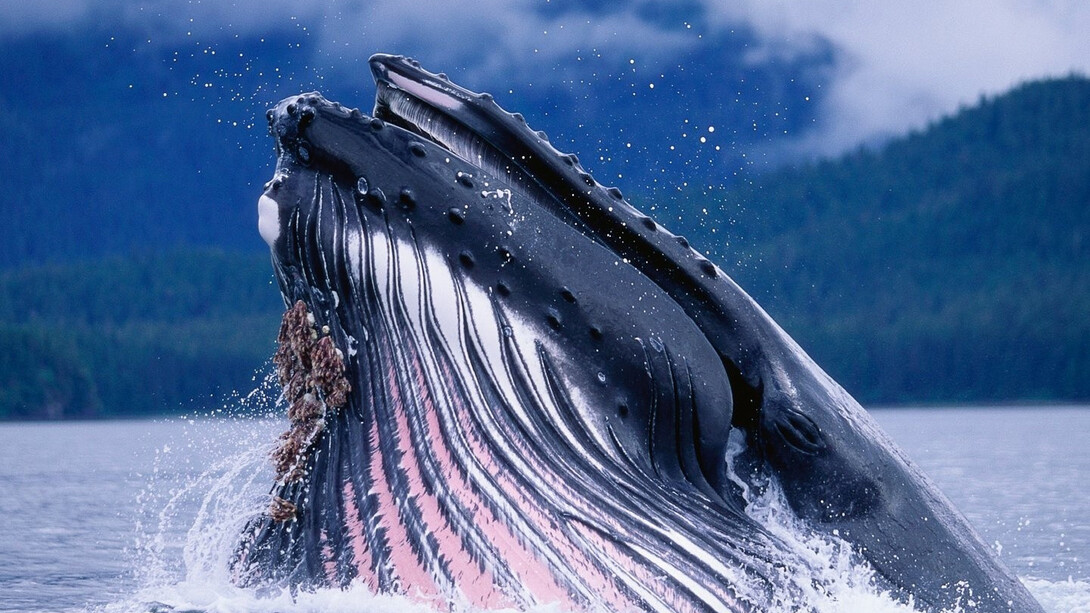 Balena Megattera