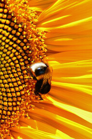 Géométrie sacrée du tournesol. Au-delà de ses vertus, la fleur de vie détient un code mathématique, gardien des secrets de l’univers : le nombre d’or