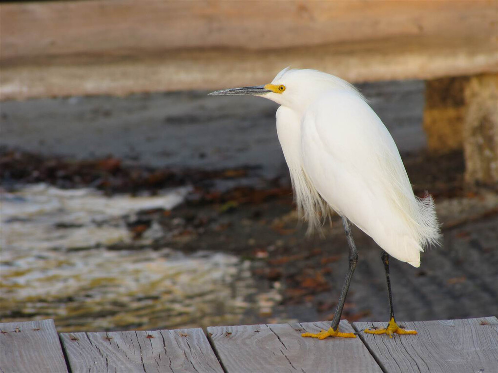 Lisa O'Brien, Snowy Egret, Photography on Canvas, 16" x 16"