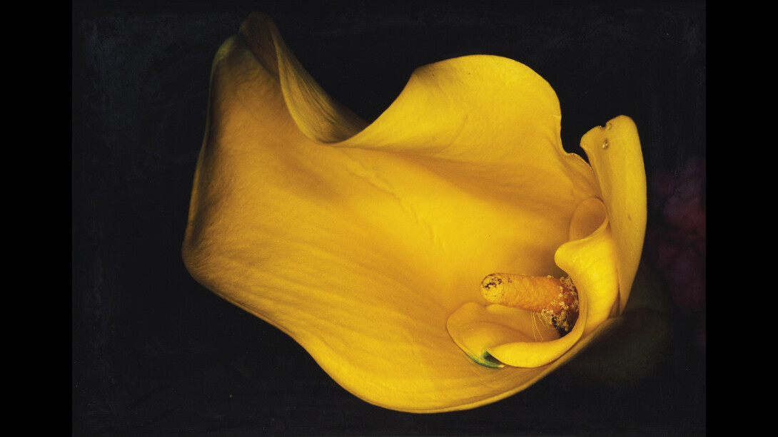 Kayoku Series, by Araki 