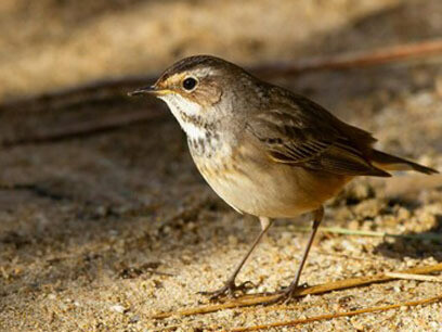 Duerme en vuelo. Libertad agotadora