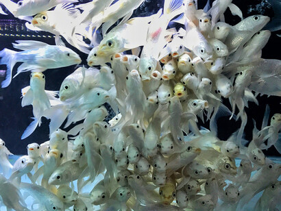 A-level Summer Exhibition Online 2017. Courtesy of Royal Academy of Arts