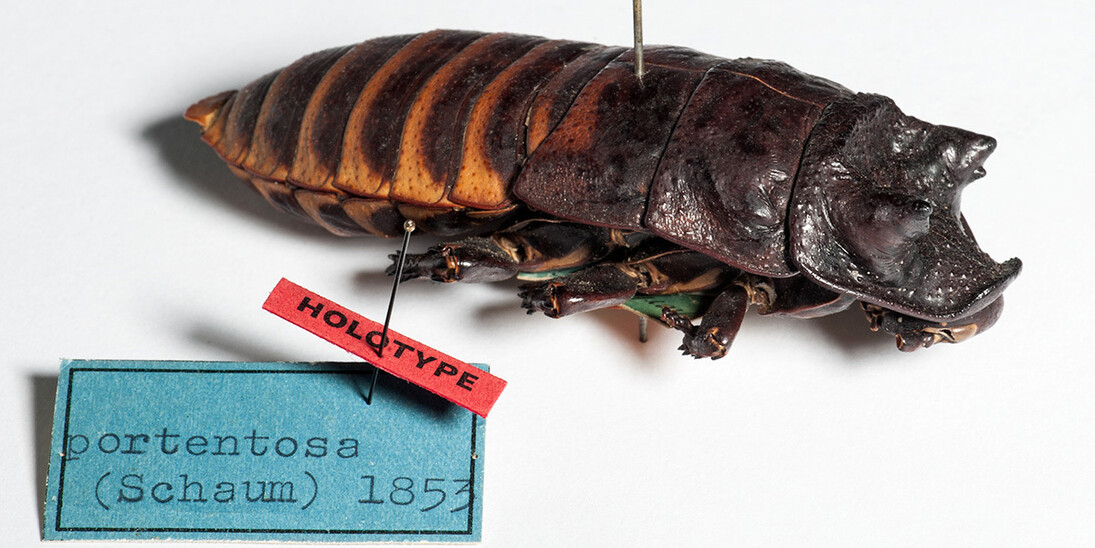 Hemimetabola. Courtesy of Museum für Naturkunde