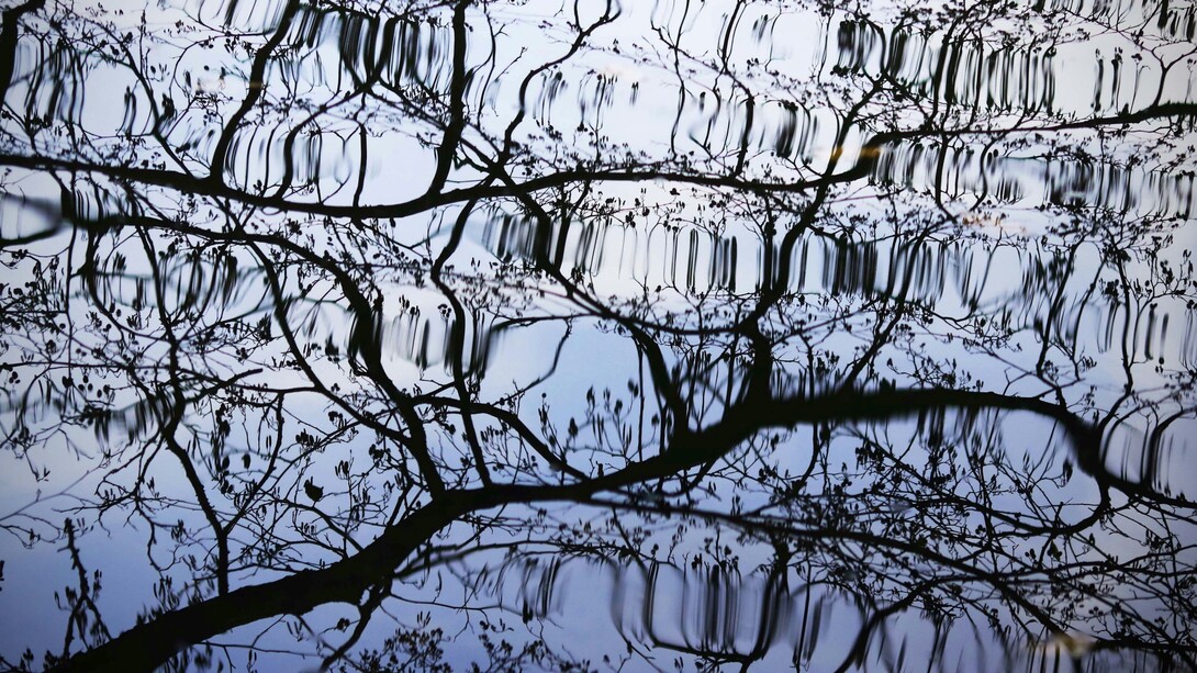 Nel riflesso dei rami sull’acqua riconosciamo ciò che siamo: osservatori e parte dello stesso movimento instabile