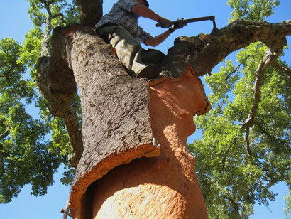 L'estrazione del sughero