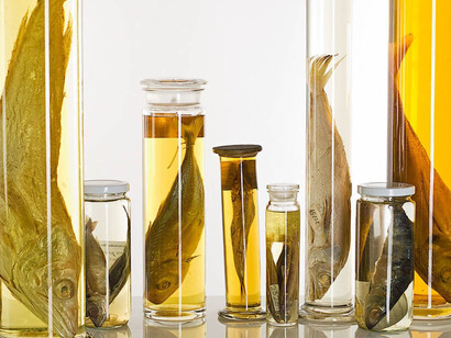 Fishes. Courtesy of Museum für Naturkunde