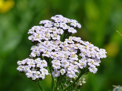 Sopracciglio di Venere (Achillea)