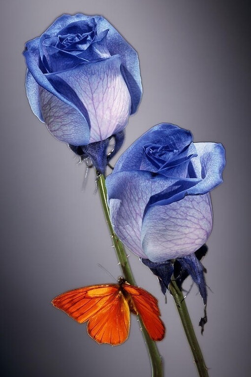Blue rose and orange butterfly