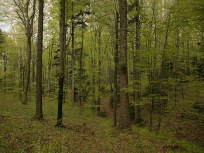 La tierra, aún tibia por el día, desprendía un aroma terroso mezclado con el perfume dulzón de las flores silvestres que crecían al borde del camino