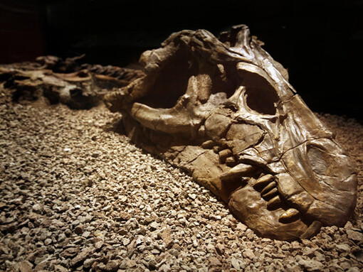 Palaeontology, exhibition view. Courtesy of National Museum Bloemfontein