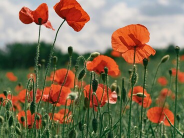 Natura, arte e scienza educano lo sguardo alla contemplazione, insegnandoci il rispetto, l’umiltà e la capacità di non appropriarci di ciò che incontriamo
