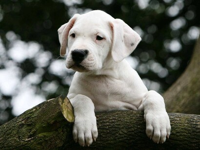 Dogo argentino