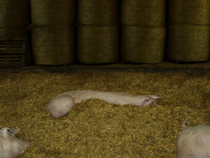 Andreas Gursky, Schweine I Pigs, 2020