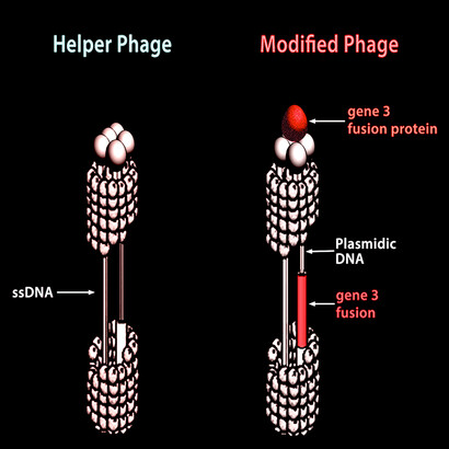 Phagemid vector system in phage display. On the right side, the modified phage showing the inserted DNA sequences (for more details refer to the original papers by Chiarabelli et al., 2006, part I and II).