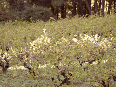 Viñedo Cerro de Los Balcones: La Abantera (Lanzahíta). Foto de Antonio Torrijos