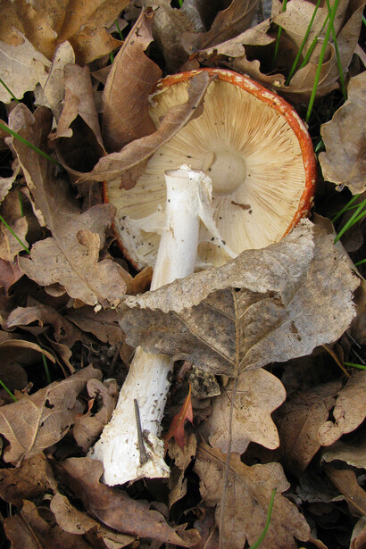 Amanita muscaria, aka Fly Agaric