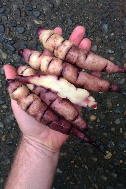 Resistente a plagas, heladas y suelos pobres, la mashua es un cultivo ideal para enfrentar los desafíos del cambio climático