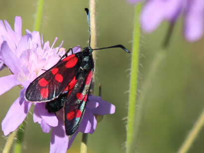 Six-spot Burnet, London Wetland © Gehan de Silva Wijeyeratne
