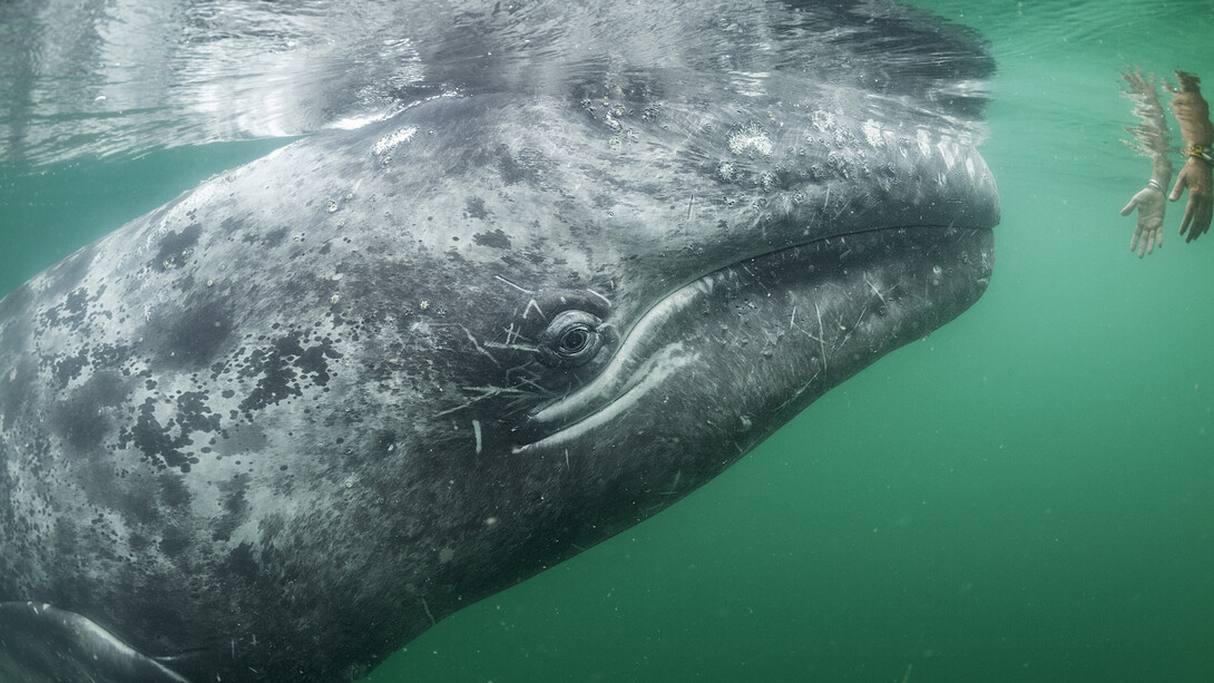 © Thomas P Peschak - Wildlife Photographer of the Year