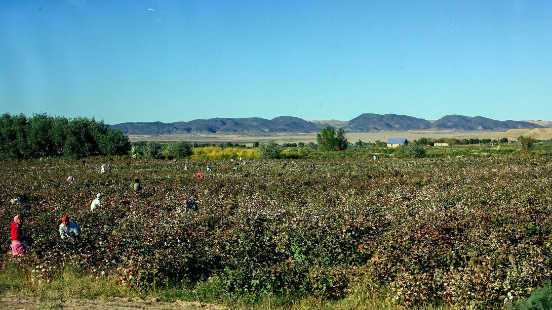 Cotton picking near Kyzyl-Kala, Karakalpakstan