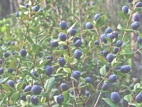 Più di ogni altra divinità, Afrodite ha trattenuto una “memoria botanica” 