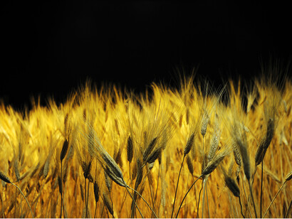 Food. Science from seeds to supper, Museo Civico di Storia Naturale, Milano. Ph: Fabrizio Stipari/24Ore Cultura