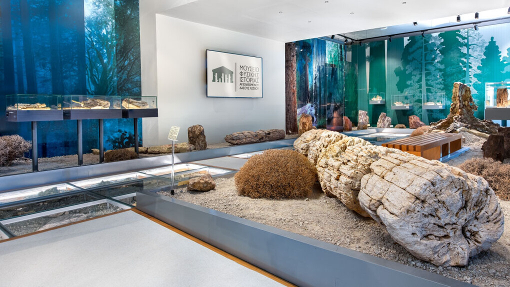 Exhibition of the Lesvos Petrified Forest, exhibition view. Courtesy of Natural History Museum of the Lesvos Petrified Forest