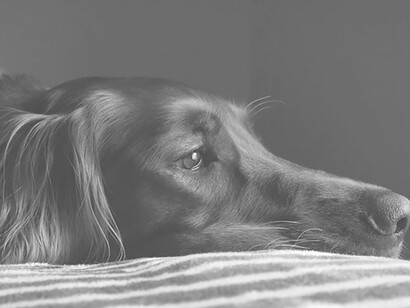 The desolate pup sits alone, its eyes filled with sorrow