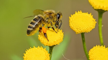 As abelhas são importantes para o meio ambiente de várias maneiras