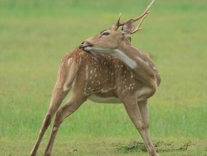 Spotted Deer in Kumana (c) Gehan de Silva Wijeyeratne