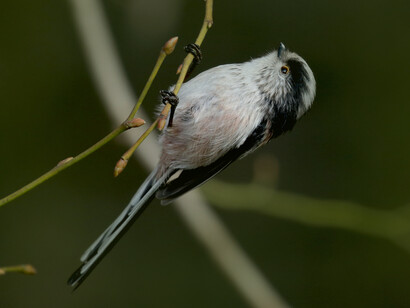 Long-tailed Tits move in small flocks through London's gardens and parks © Gehan de Silva Wijeyeratne