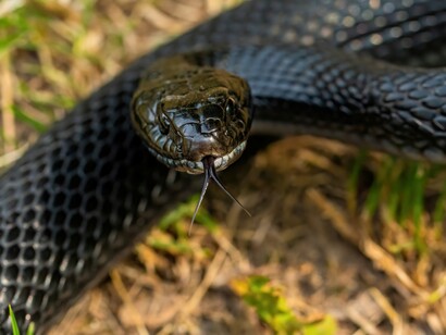Il biacco (Hierophis viridiflavus), precedentemente classificato come Coluber viridiflavus, è un serpente non velenoso per l'uomo della famiglia dei Colubridi, frequente nelle campagne e nei giardini, sia in terreni rocciosi, secchi e soleggiati
