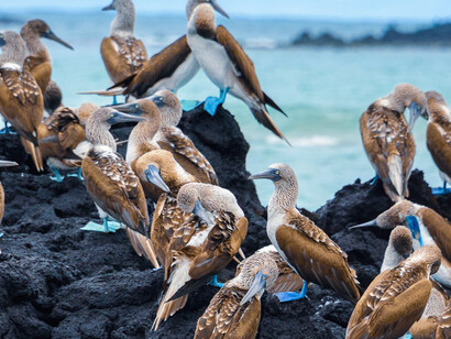 Fous à pieds bleues des Galápagos. L'exemple équatorien pourrait inspirer plus d'un pays à revenu faible ou intermédiaire en situation de surendettement