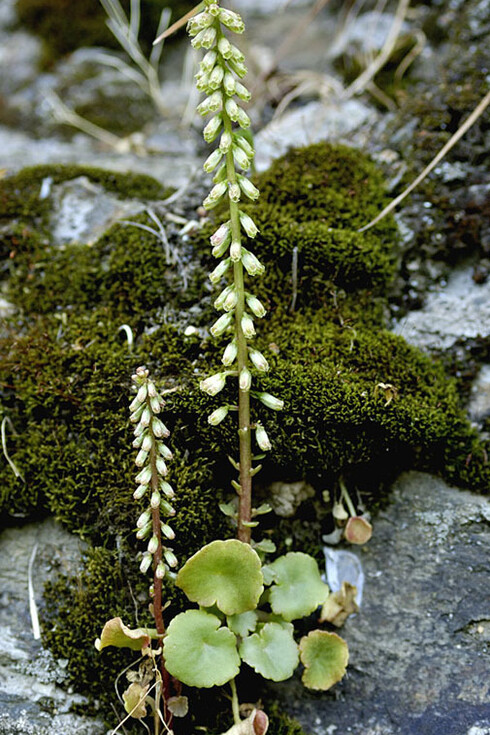 Umbilicus rupestris (Ombelico di Venere)  