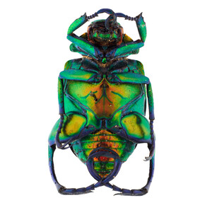 Abbott Hall of Conservation. Courtesy of Field Museum