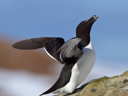 Ralph W. Schreiber Hall of Birds. Courtesy of The Natural History Museum