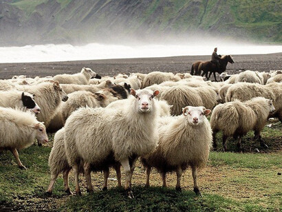 Herding the sheep down from the mountains is a two-week process every September that culminates in the réttir