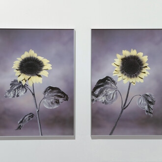 Viltė Bražiūnaitė and Tomas Sinkevičius, Honies, UV photography, Archival pigment print on Hahnemühle paper, 2021. Laurynas Skeisgiela / images copyright and courtesy of the artist and Galerija Vartai