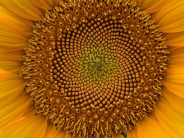 Nel girasole, le spirali dei semi rispettano rapporti vicini al numero aureo, creando una struttura efficiente e armoniosa